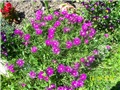 Delosperma cooperi